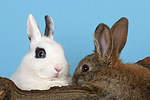 kleintierfotos kaninchen_-_zwergkaninchen