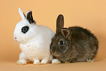 kleintierfotos kaninchen_-_zwergkaninchen