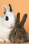 kleintierfotos kaninchen_-_zwergkaninchen