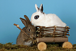 kleintierfotos kaninchen_-_zwergkaninchen