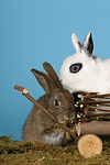 kleintierfotos kaninchen_-_zwergkaninchen