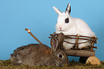 kleintierfotos kaninchen_-_zwergkaninchen