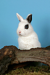 kleintierfotos kaninchen_-_zwergkaninchen