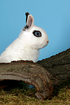 kleintierfotos kaninchen_-_zwergkaninchen