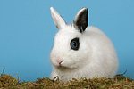 kleintierfotos kaninchen_-_zwergkaninchen