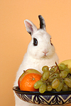 kleintierfotos kaninchen_-_zwergkaninchen