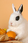 kleintierfotos kaninchen_-_zwergkaninchen