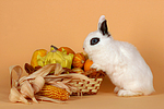 kleintierfotos kaninchen_-_zwergkaninchen