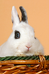 kleintierfotos kaninchen_-_zwergkaninchen
