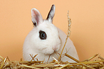 kleintierfotos kaninchen_-_zwergkaninchen