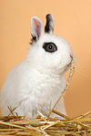 kleintierfotos kaninchen_-_zwergkaninchen