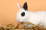 kleintierfotos kaninchen_-_zwergkaninchen