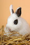kleintierfotos kaninchen_-_zwergkaninchen