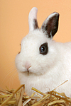kleintierfotos kaninchen_-_zwergkaninchen