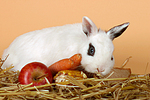 kleintierfotos kaninchen_-_zwergkaninchen
