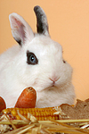 kleintierfotos kaninchen_-_zwergkaninchen