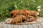 hundefotos rhodesian_ridgeback