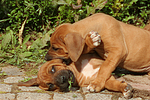hundefotos rhodesian_ridgeback