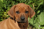 hundefotos rhodesian_ridgeback