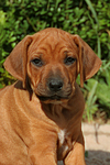 hundefotos rhodesian_ridgeback