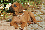 hundefotos rhodesian_ridgeback