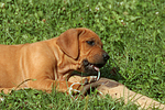 hundefotos rhodesian_ridgeback