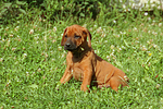 hundefotos rhodesian_ridgeback