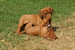 hundefotos rhodesian_ridgeback