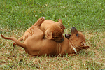 hundefotos rhodesian_ridgeback
