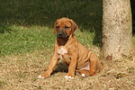 hundefotos rhodesian_ridgeback