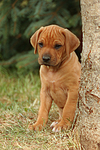hundefotos rhodesian_ridgeback