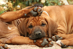 hundefotos rhodesian_ridgeback