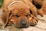 hundefotos rhodesian_ridgeback
