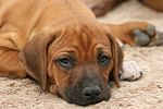 hundefotos rhodesian_ridgeback