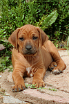 hundefotos rhodesian_ridgeback