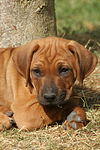 hundefotos rhodesian_ridgeback