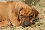 hundefotos rhodesian_ridgeback