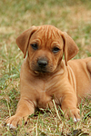 hundefotos rhodesian_ridgeback