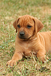hundefotos rhodesian_ridgeback