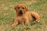 hundefotos rhodesian_ridgeback
