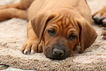 hundefotos rhodesian_ridgeback