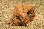 hundefotos rhodesian_ridgeback