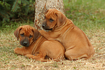 hundefotos rhodesian_ridgeback