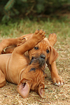 hundefotos rhodesian_ridgeback