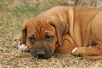hundefotos rhodesian_ridgeback
