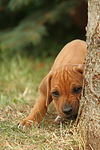 hundefotos rhodesian_ridgeback