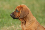 hundefotos rhodesian_ridgeback