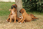 hundefotos rhodesian_ridgeback