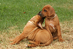 hundefotos rhodesian_ridgeback