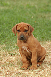 hundefotos rhodesian_ridgeback